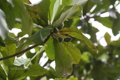 Terminalia procera